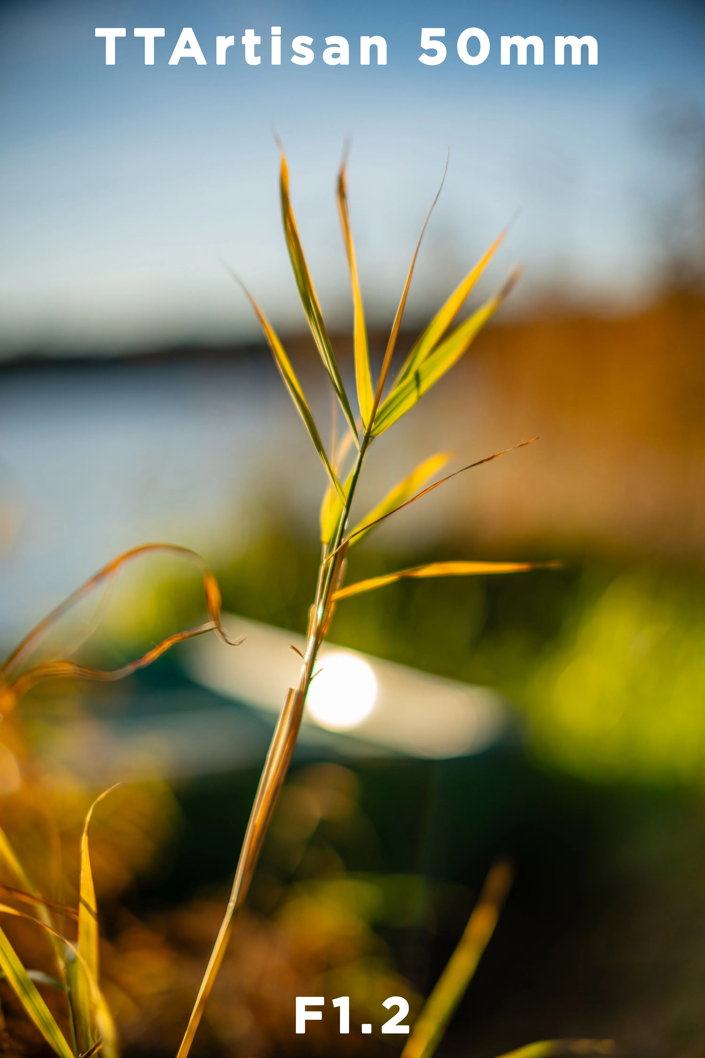 TTAartisan-50mm-Sample-Image-1