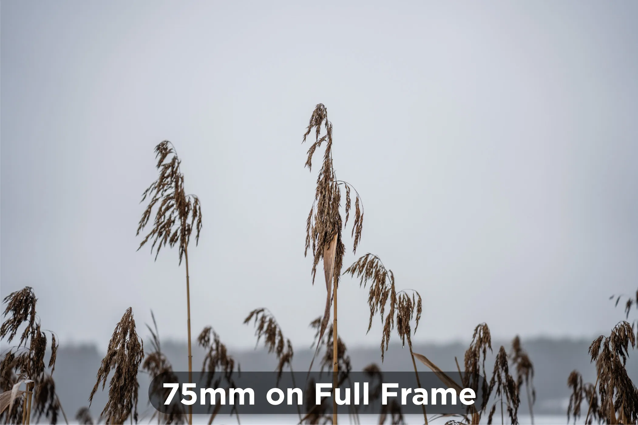 75mm-on-Full-Frame