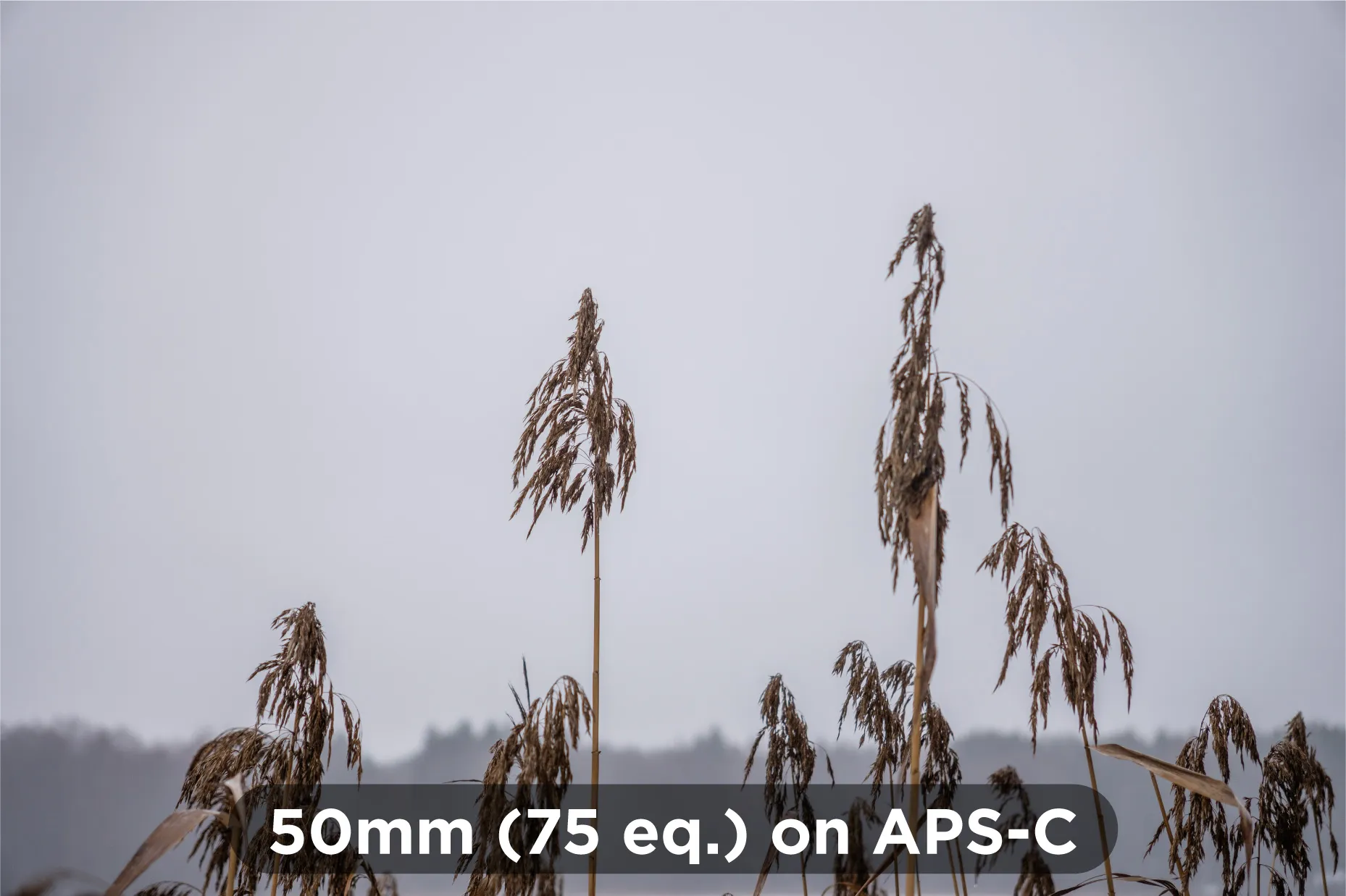 50mm-on-apsc-2