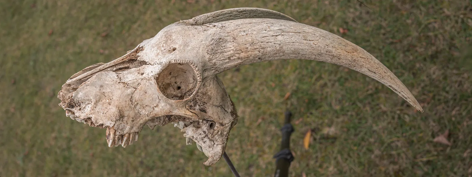 3D-Asset-Subject-Goat-Skull