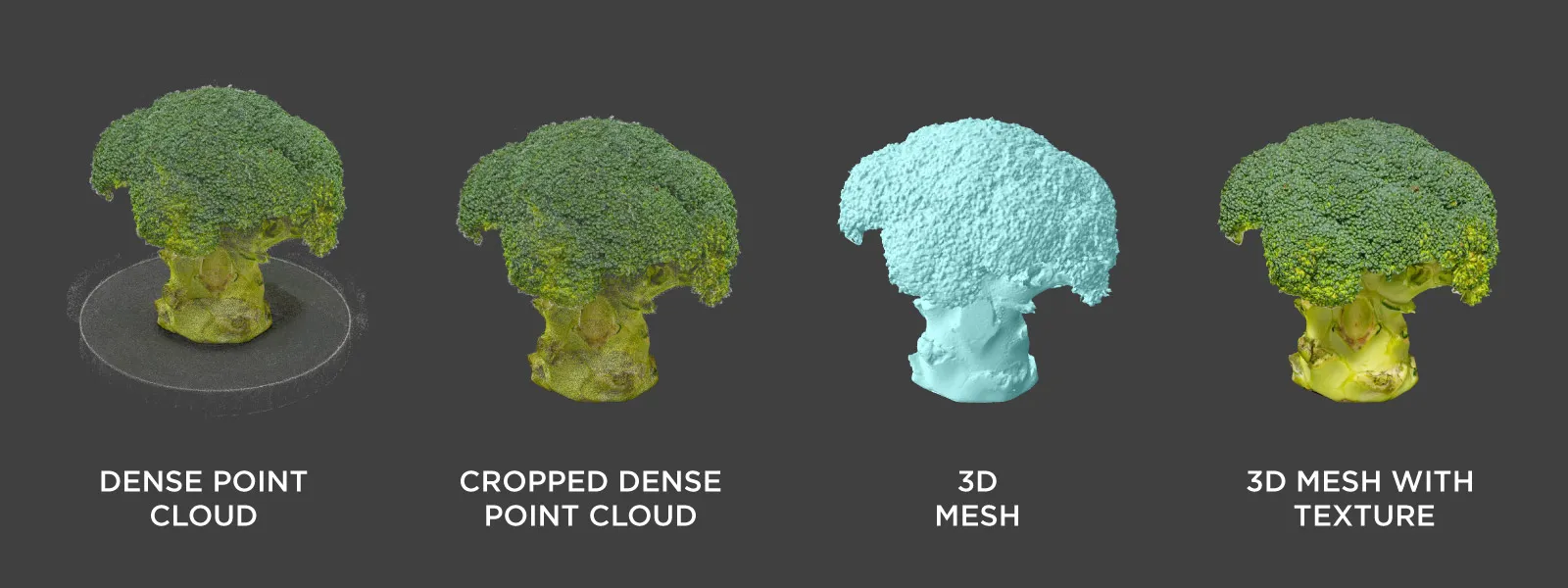 Food-Photogrammetry-Broccoli-Dense-Point-Cloud-3D-Mesh-with-Texture