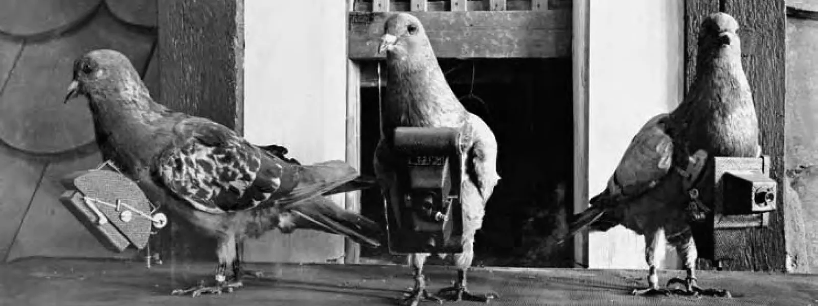 Scales-of-Photogrammetry-Pigeons-with-Cameras