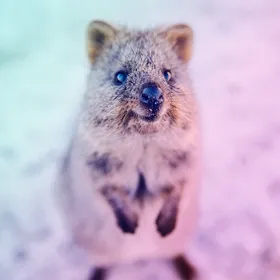 Nium Joins Fight Against Illegal Wildlife Trade in Partnership with United for Wildlife