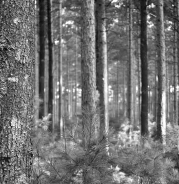 Tred partners with Nium to issue the Tred green debit card to further mark its efforts on sustainable finance